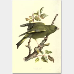 Greenfinch Posters and Art